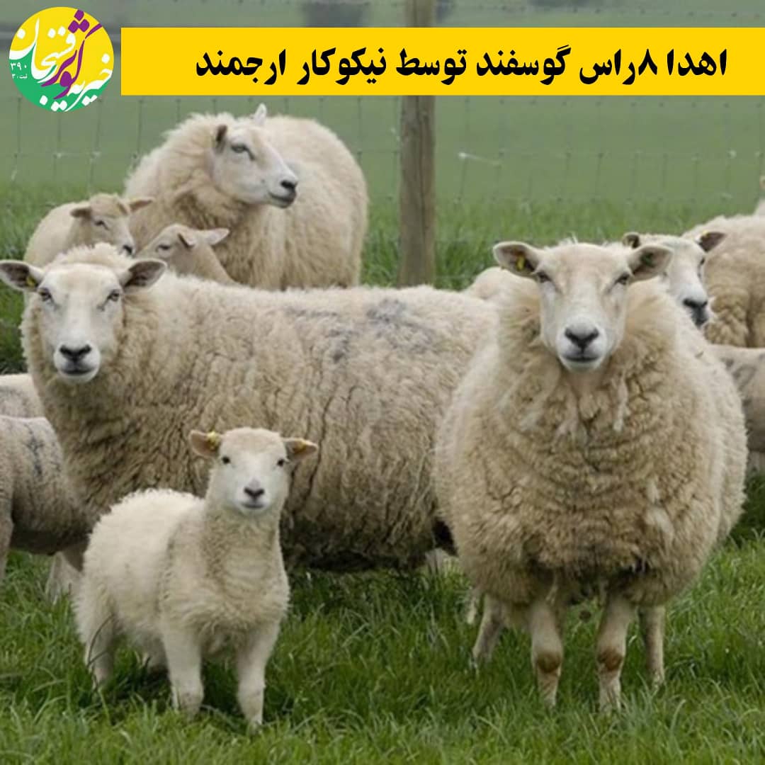 اهدا  گوسفند توسط خیر گرامی